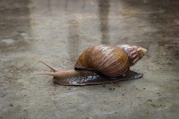 The snail on the wet concrete floor.