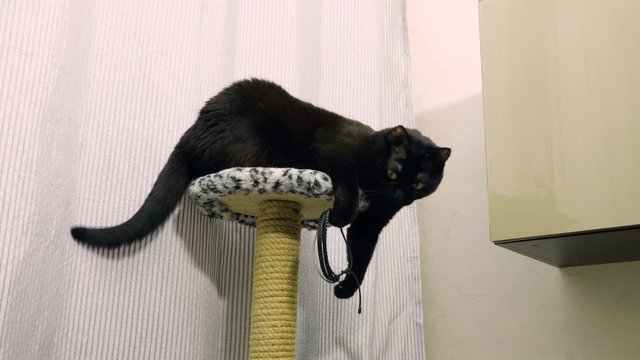 Domestic animals. Black cat lying on top of scratching posts. 4K