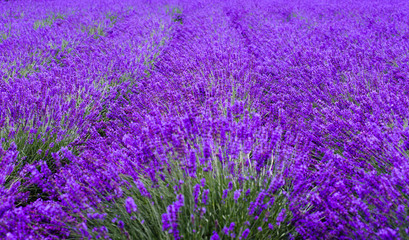 Obraz premium lavender fields in the garden ,furano in Japan on summer time