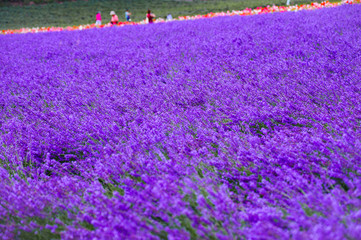 lavender fields in the garden ,furano in Japan on summer time