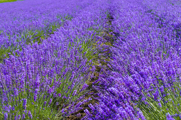 lavender fields in the garden ,furano in Japan on summer time