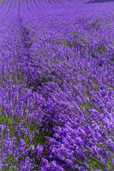 Plakat lavender fields ,Hokkaido in japan