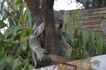 Koala sleeping - 164132259