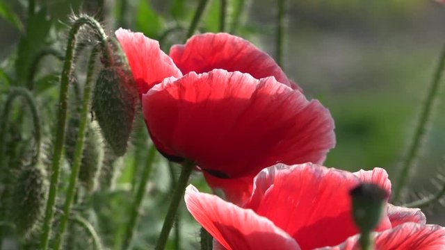 The average plan with bumblebee and bee.Attractive, bright, red color.