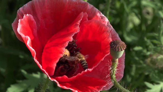 The average plan with bumblebee and bee.Attractive, bright, red color.