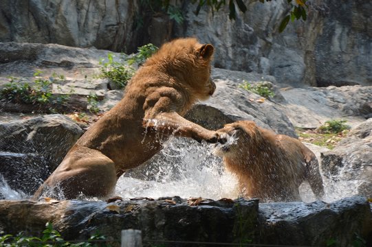 Lion fighting