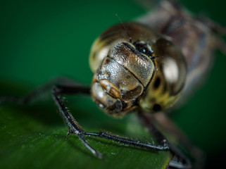 A picture of a dragonfly sitting on a sheet