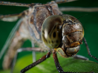 A picture of a dragonfly sitting on a sheet