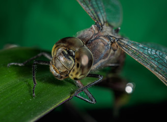A picture of a dragonfly sitting on a sheet © Игорь Антипин