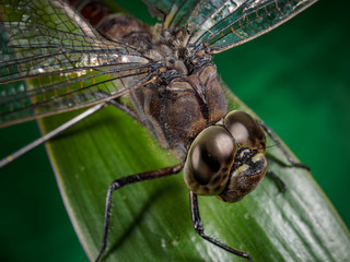 A picture of a dragonfly sitting on a sheet