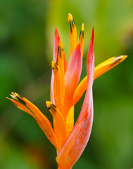 Tropical Bright Orange Flower