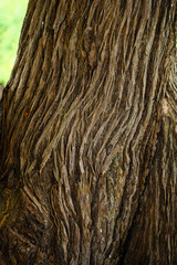 Bark