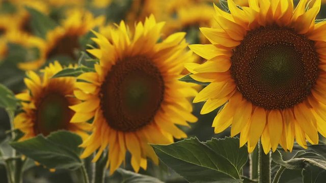 Common sunflower in field, agricultural crop blooming, flower detail from beautiful summer scenery landscape
