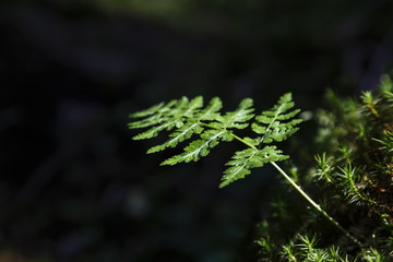 Fototapeta na wymiar Beautiful fern leaves green foliage with dark background.