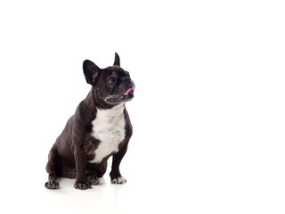 Portrait in Studio of a cute bulldog