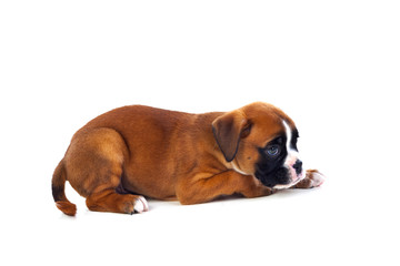 Adorable puppy lying on the floor