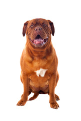 Close-up of Dogue de Bordeaux