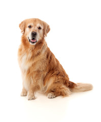 Beautiful Golden Retriever dog breed