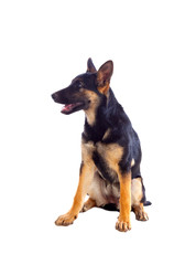 Young German Shepherd dog