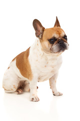 Fototapeta premium Portrait in Studio of a cute bulldog