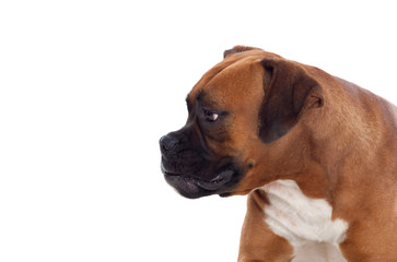 Beautiful boxer dog