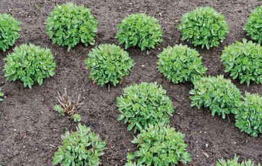 Spring flowerbed with a green plant succulent - Decorative Cabbage.