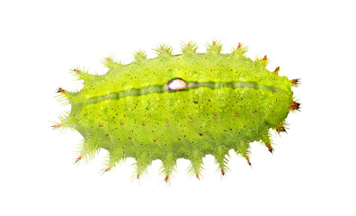 Green caterpillar worm isolated on white background (clipping path included)