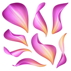 pink flower petals, botanical illustration, floral clip art isolated on white background