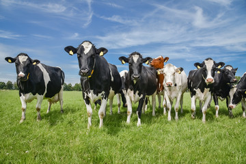 Kudde nieuwsgierige koeien op een zomerweide