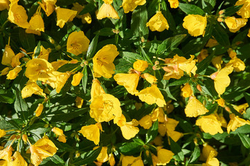 Yellow flowers glade background