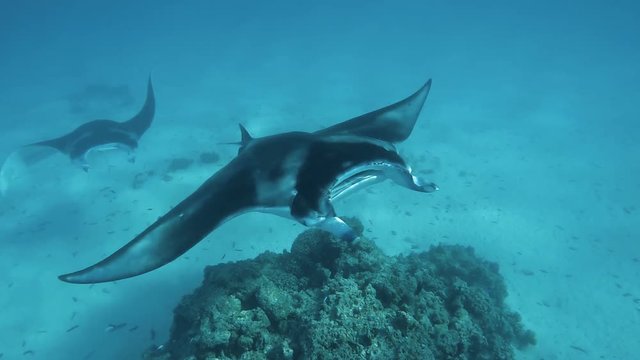 raie manta film&eacute;e en polyn&eacute;sie (slow motion)