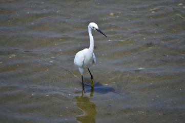 egrets