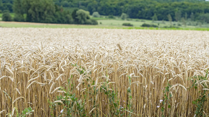 paysage agricole champ de blé
