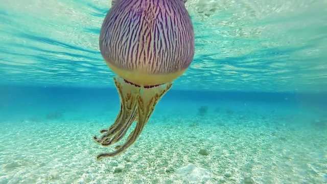 m&eacute;duse dans la lagon, polyn&eacute;sie