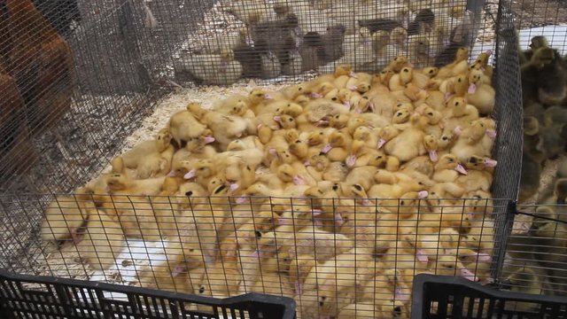 Small yellow ducklings in a cage for sale. Industrial poultry farming small.