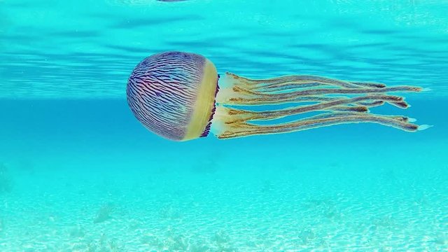 m&eacute;duse dans la lagon, polyn&eacute;sie