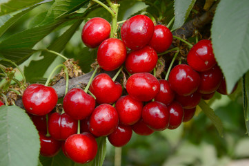 Ripe cherries in a tree