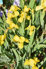Iris germanica jaune au printemps au jardin