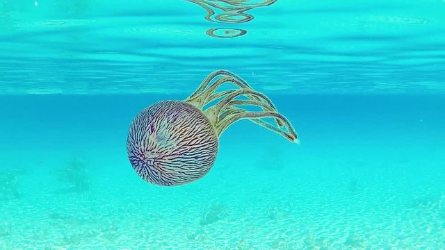 m&eacute;duse dans la lagon, polyn&eacute;sie