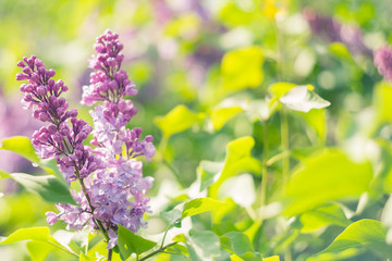 Spring branch of blossoming lilac