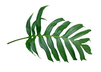 Monstera plant  leaf, the tropical evergreen vine isolated on white background, clipping path included
