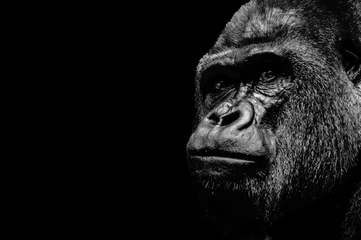 Photo sur Aluminium Singe Portrait d& 39 un gorille