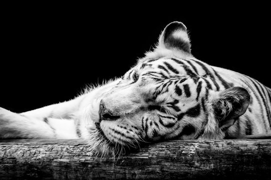 Portrait Of A White Tiger Isolated On Black