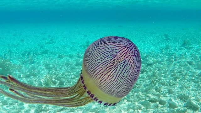 m&eacute;duse dans la lagon, polyn&eacute;sie