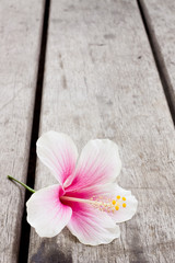 Pink flowers on a wooden board. Vintage photo.