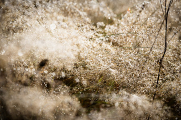 sunset meadow with dew and dewdrops