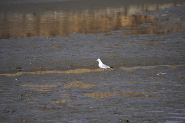 The sea bird