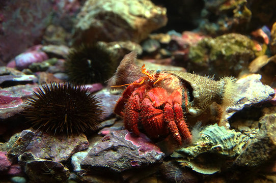 Hermit crab (Pagurus bernhardus) walking with his shell near an urchin