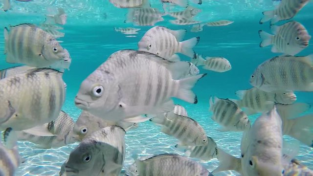 banc de poissons dans un lagon, tahiti polyn&eacute;sie