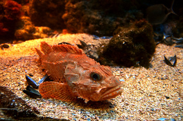 red scorpionfish (Scorpaena scrofa) lying on the seabed